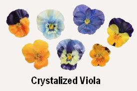 Crystalized Viola